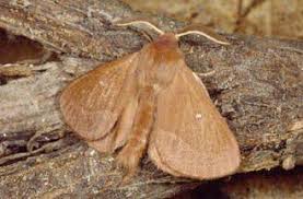 Attēlu rezultāti vaicājumam “Lasiocampa trifolii male”