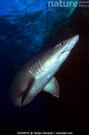 Image result for Odontaspis ferox