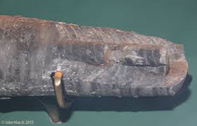 Attēlu rezultāti vaicājumam “Endoceras”