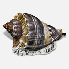 Image result for Melongena corona