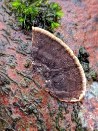 Attēlu rezultāti vaicājumam “Hymenochaete tabacina”