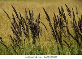 Attēlu rezultāti vaicājumam “Calamagrostis canescens fruit”