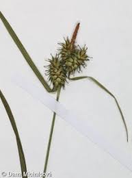 Attēlu rezultāti vaicājumam “Carex flava”