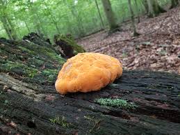 Attēlu rezultāti vaicājumam “Hapalopilus aurantiacus”