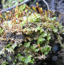 Attēlu rezultāti vaicājumam “Fissidens bryoides sporophyte”