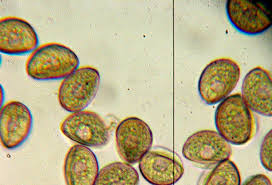 Attēlu rezultāti vaicājumam “Isoetes echinospora”