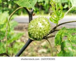 Attēlu rezultāti vaicājumam “Datura stramonium fruit”