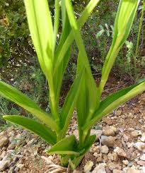 Attēlu rezultāti vaicājumam “Cephalanthera longifolia”