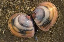 Attēlu rezultāti vaicājumam “Macoma baltica”