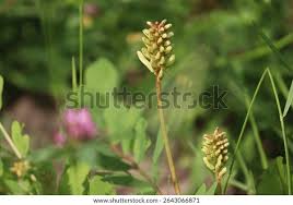 Attēlu rezultāti vaicājumam “Astragalus glycyphyllos”