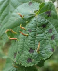 Attēlu rezultāti vaicājumam “Eriophyes tiliae”