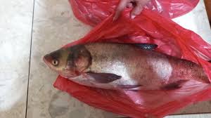 Image result for Hypophthalmichthys nobilis