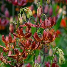 Image result for Lilium martagon `Arabian Night`