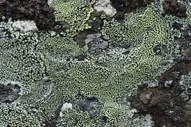 Attēlu rezultāti vaicājumam “Rhizocarpon geographicum”