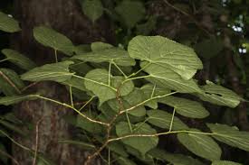 Attēlu rezultāti vaicājumam “Tilia platyphyllos subsp. platyphyllos”