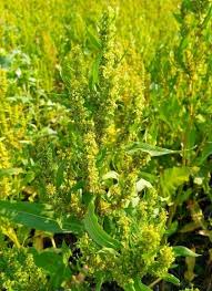 Attēlu rezultāti vaicājumam “Rumex maritimus leaf”