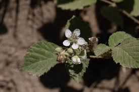 Attēlu rezultāti vaicājumam “Rubus saxatilis flower”