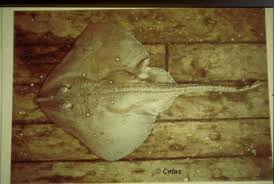 Image result for Leucoraja