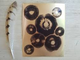 Attēlu rezultāti vaicājumam “Craterium aureonucleatum spores”