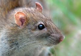 Attēlu rezultāti vaicājumam “Rattus norvegicus”