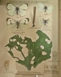 Attēlu rezultāti vaicājumam “Pieris brassicae male”