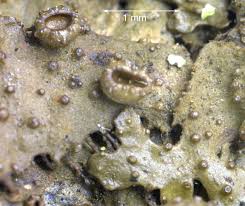 Attēlu rezultāti vaicājumam “Melanohalea exasperata”