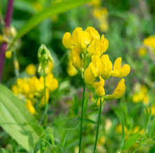 Attēlu rezultāti vaicājumam “Lathyrus pratensis fruit”