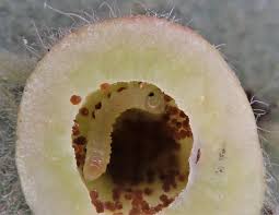 Attēlu rezultāti vaicājumam “Euura brevicornis”