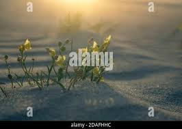 Attēlu rezultāti vaicājumam “Linaria loeselii”