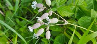 Attēlu rezultāti vaicājumam “Silene vulgaris leaf”