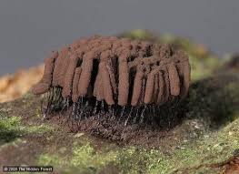 Attēlu rezultāti vaicājumam “Stemonitis herbatica young”