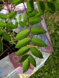 Attēlu rezultāti vaicājumam “Sorbus aucuparia leaf”