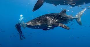 Image result for Deep and Wide Diving