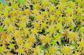 Attēlu rezultāti vaicājumam “Sphagnum angustifolium”