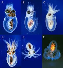Image result for Octopus vulgaris