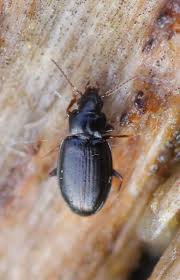 Attēlu rezultāti vaicājumam “Tachyta nana”