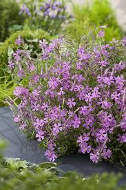 Image result for Silene schafta