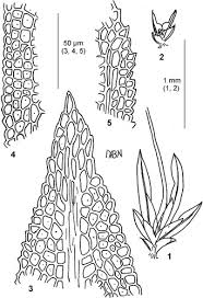 Attēlu rezultāti vaicājumam “Fissidens taxifolius sporophyte”