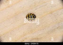 Attēlu rezultāti vaicājumam “Sospita vigintiguttata”