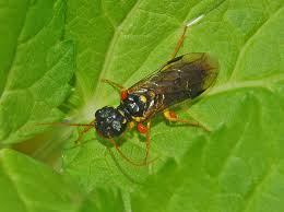 Attēlu rezultāti vaicājumam “Pamphiliidae”