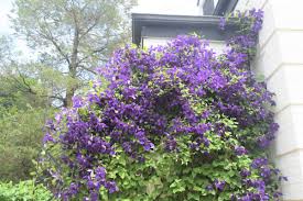 Image result for clematis multi blue