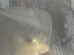 Image result for Hypanus say