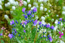 Attēlu rezultāti vaicājumam “Echium vulgare”