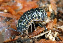Attēlu rezultāti vaicājumam “Armadillidium pulchellum”