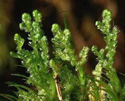 Attēlu rezultāti vaicājumam “Ptilidium pulcherrimum sporophyte”