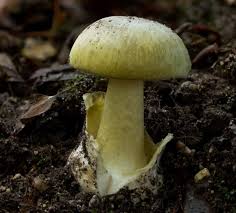 Attēlu rezultāti vaicājumam “Amanita phalloides”