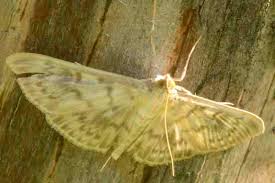 Attēlu rezultāti vaicājumam “Pleuroptya ruralis”