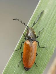 Attēlu rezultāti vaicājumam “Anostirus castaneus”