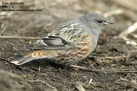 Image result for Prunella collaris