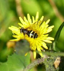 Attēlu rezultāti vaicājumam “Dasysyrphus tricinctus”